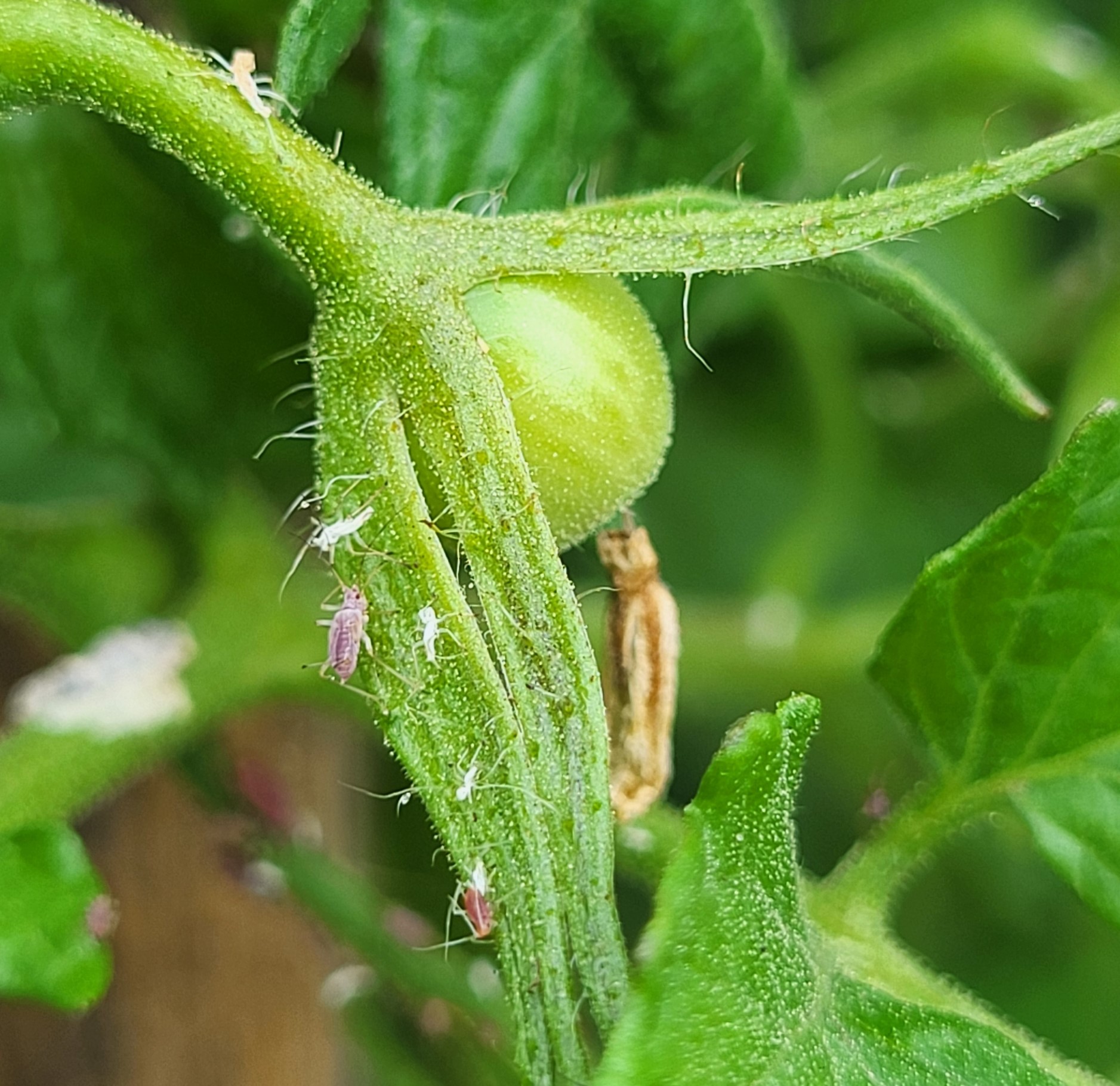 Aphid on a plant.